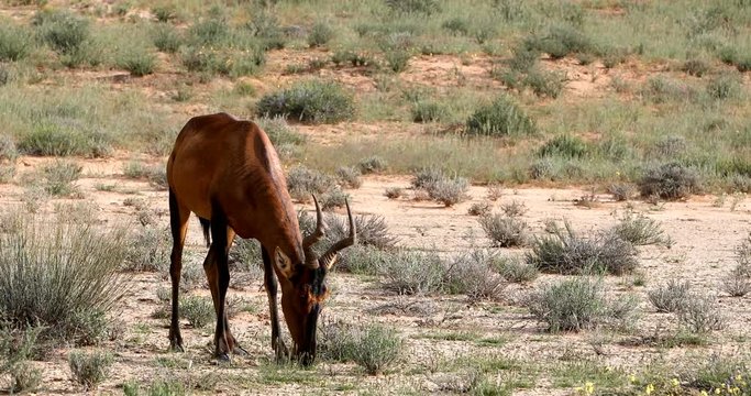 Red Hartebeest (Alcelaphus buselaphus caama) in Kalahari, green desert after rain season. Kgalagadi Transfrontier Park, South Africa wildlife safari