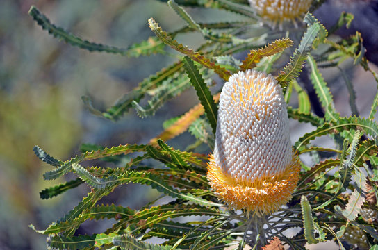 Unusual white and orange inflorescence of the Acorn Banksia, Banksia prionotes, family Proteaceae. Native to west coast of Western Australia.  