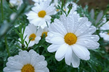 Obraz premium Chamomile white flower in water drops close-up on a blurred floral background.Nature floral background.