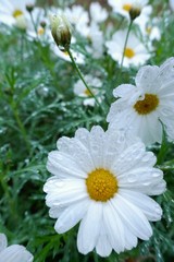 Chamomile  flower in water drops close-up on a  floral background.Nature floral background.