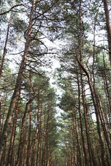 Obraz premium trees in forest