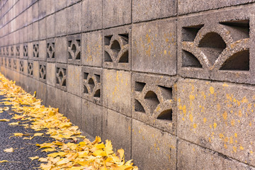Beautiful autumn colors of Japanese maple tree iroha momiji leaves background in Tokyo public park in Japan