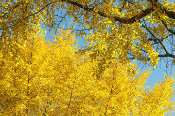 Fototapeta premium 銀杏紅葉