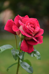pink rose