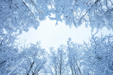 Trees in snow in winter