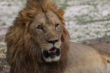 The Savuti North Pride lions roam in the Chobe National Park Botswana.