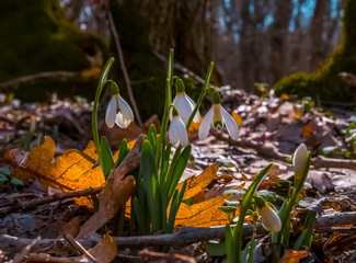 Snowdrops, the first forest flowers! Caucasian snowdrop Galanthus caucasicus (Baker) Grossh. Red Book. Sunny day with primroses, large view.