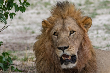 The Savuti North Pride lions roam in the Chobe National Park Botswana.