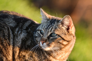 portrait d'un chat écaille de tortue