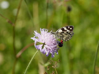 Le Demi-Deuil - Melanargia galathea - Un papillon des herbes et fleurs de prairies, aux ailes couleur de damier noir et blanc, ocre clair pour la femelle