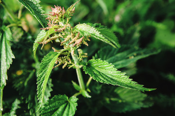 Ripe green nettle with seeds on top.
