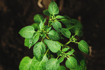Fragrant basil leaves in the greenhouse, top view.