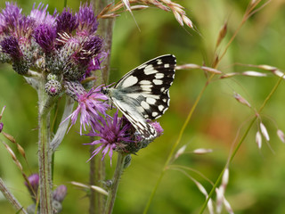 Le Demi-Deuil - Melanargia galathea - Un papillon des herbes et fleurs de prairies, aux ailes...