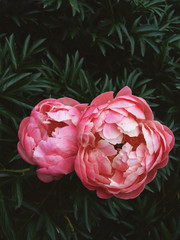 Coral charm peony flowers blooming in the garden. Living coral color trend of the year 2019