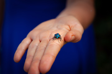 Hibiscus Harlequin Bug on open hand closeup