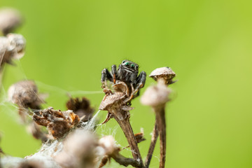 small spider close-up hiding on a dry branch, blurred green yellow background