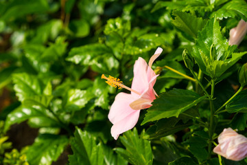 Pink rose-mallow in garden