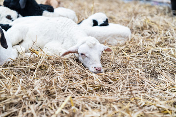 Fototapeta premium Lazy goat is sleepy in the farm stall.