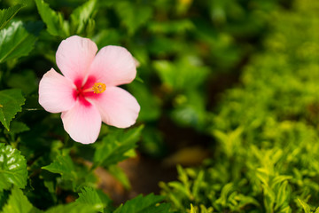 Pink rose-mallow in garden