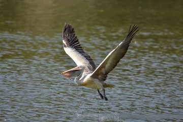 pelican in flight