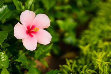 Pink rose-mallow in garden