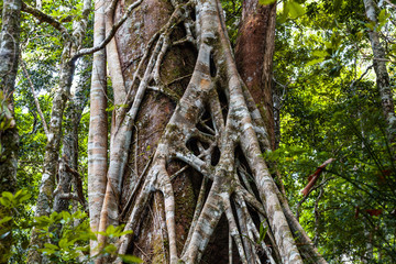 Closeup of strangler fig tree in a rainforest