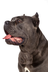 Cane Corso dog on white background