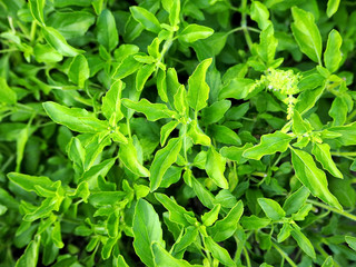 Fototapeta na wymiar Closeup Photo of Fresh Basil Leaves in the Garden