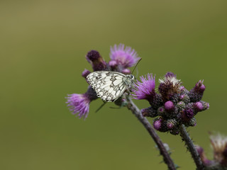 Le Demi-Deuil - Melanargia galathea - Un papillon des herbes et fleurs de prairies, aux ailes couleur de damier noir et blanc, ocre clair pour la femelle