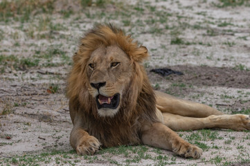The Savuti North Pride lions roam in the Chobe National Park Botswana.