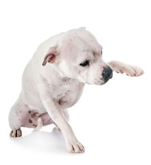 Fototapeta premium staffordshire bull terrier