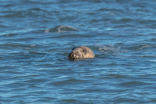 robbe in der ostsee