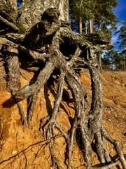 roots of an old tree