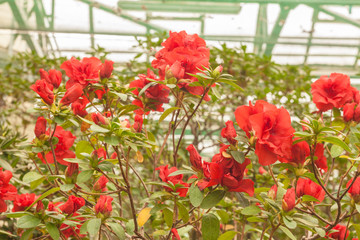 Obraz premium Red azalea (rhododendron) Azalea indica L in the greenhouse.