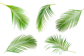 Fototapeta na wymiar Collection of Palm leaf which sway isolated on white background .