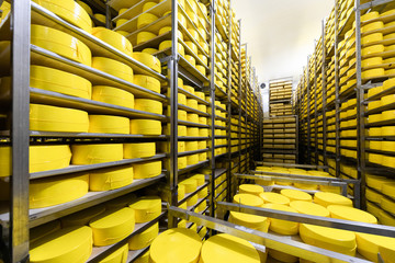 Shelves with yellow heads cheese closeup. cheese room