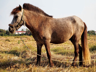 Fototapeta premium Beautiful Young Asian Brown Horse in the Rural Farm