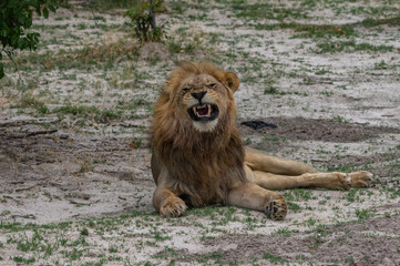 The Savuti North Pride lions roam in the Chobe National Park Botswana.