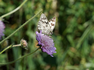 Le Demi-Deuil - Melanargia galathea - Un papillon des herbes et fleurs de prairies, aux ailes couleur de damier noir et blanc, ocre clair pour la femelle