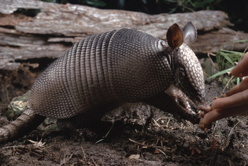 Nine-Banded Armadillo (Dasypus Novemcinctus)