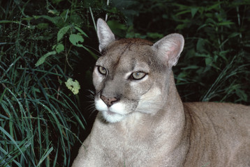 Eastern Cougar (Puma Concolor Couguar). This photograph was taken in 1986, prior to when they were...