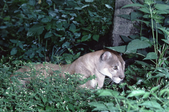 Eastern Cougar (Puma Concolor Couguar). This photograph was taken in 1986,  prior to when they were officially declared extinct in 2018. Stock Photo |  Adobe Stock