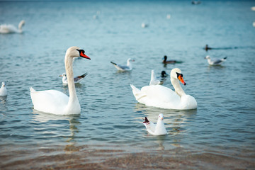 Naklejka premium White swans on the sea. Wildlife. Ocean.