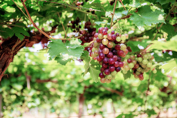 Grapes on tree in vineyard.