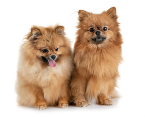 Obraz premium pomeranians in studio