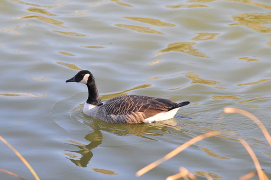 227 Best Oie Sauvage Images Stock Photos Vectors Adobe Stock 227 Best Oie Sauvage Images Stock Photos Vectors Adobe Stock