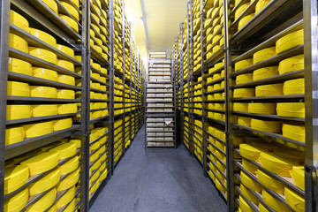 shelves with cheese at a cheese warehouse