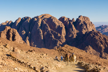 Silhouette dromedar camel on the background of the mountain of St. Moses, Egypt, Sinai