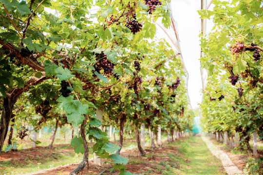 Grapes tree in vineyard.