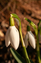 Galanthus nivalis in sunset time at field